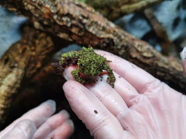 Image 2 of Vietnamese Mossy frogs (Theloderma corticale)