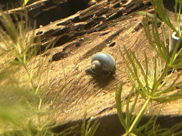 Image 3 of Mystery aquatic aquarium snail purple, blue, magenta, ivory