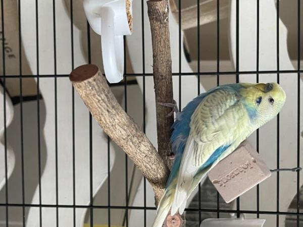 Image 1 of Beautiful budgies for 5 star home only!!