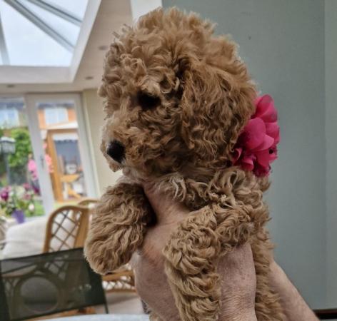 Image 1 of Beautiful Red Poodle Puppies READY THIS WEEKEND.