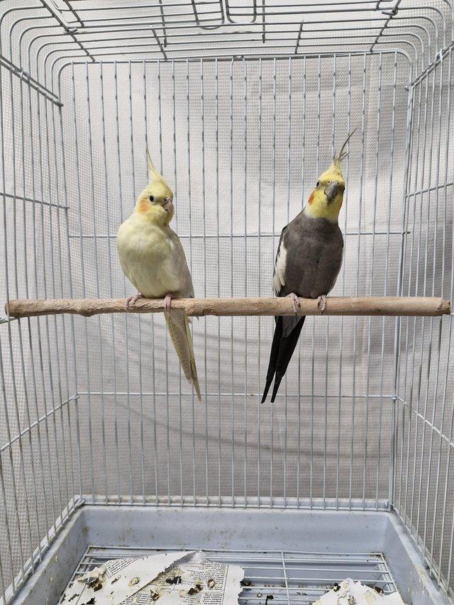 Preview of the first image of Tame Breeding Pair of Cockatiels - Katniss + Peter.