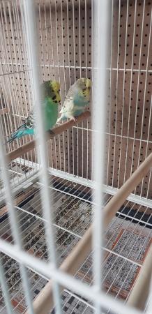Image 4 of Bonded budgies pair for sale