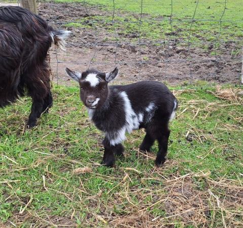 Image 3 of Pygmy Goat kids(Registered)