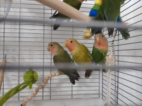 Image 10 of Gorgeous Green young Peachface Lovebirds