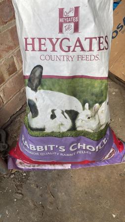 Image 1 of For sale baby rabbits ready now