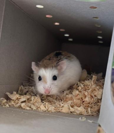 Image 4 of Roborovski dwarf hamster With cage and accessories