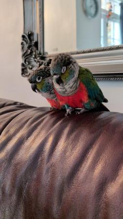 Image 1 of Baby Crimson bellied Conure