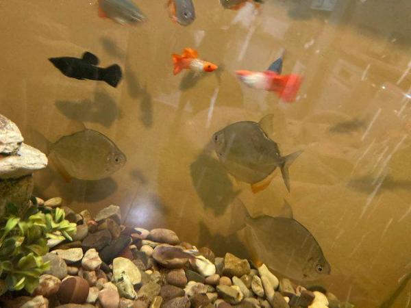 Image 2 of Large fish tank and fish for sale