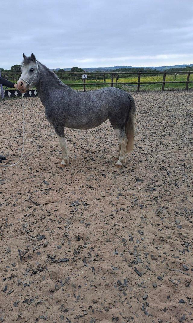 Preview of the first image of 10.2h Welsh sec a mare for sale.