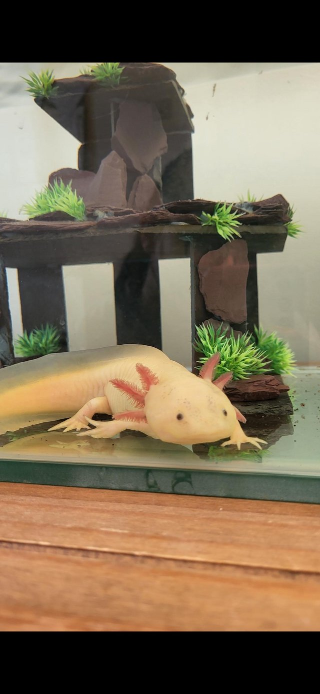Preview of the first image of Pink Axolotl and Large Glass Tank.