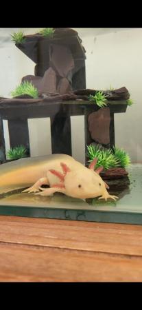 Image 1 of Pink Axolotl and Large Glass Tank
