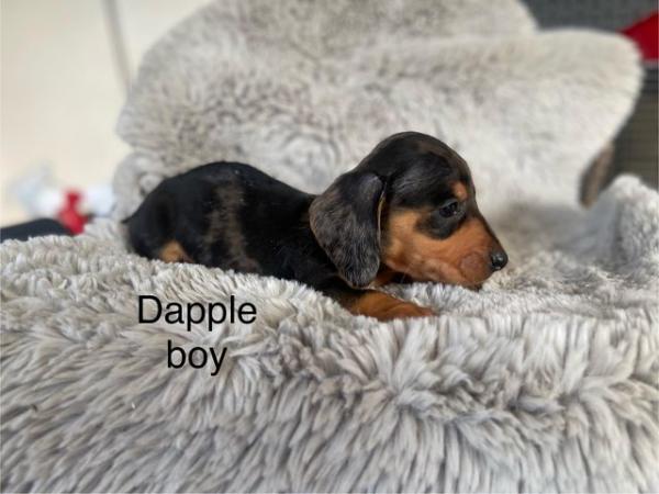 Image 3 of Dachshund puppies dapple and black tan miniature
