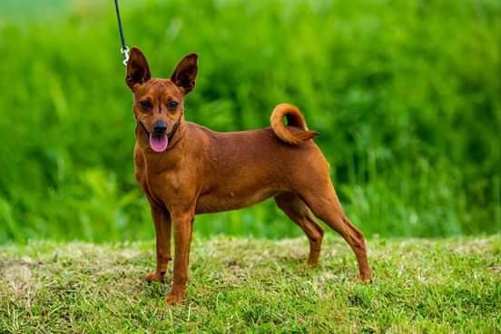 Image 4 of Miniature pinscher puppies available