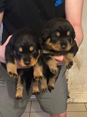 Image 7 of Excellent bloodline rottweiler puppies for sale