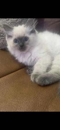 Image 4 of Pure breed blue eyed male Ragdoll