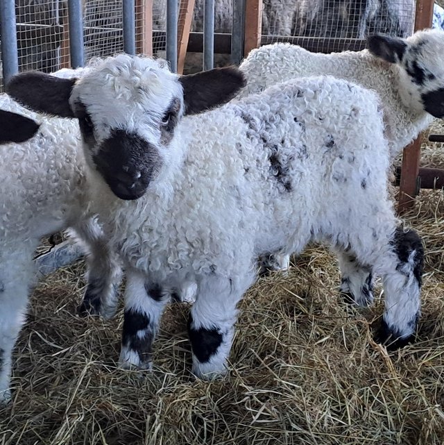 Preview of the first image of Valais blacknose x lambs- a few left!!.