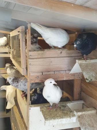 Image 3 of Pigeons in need of new homes
