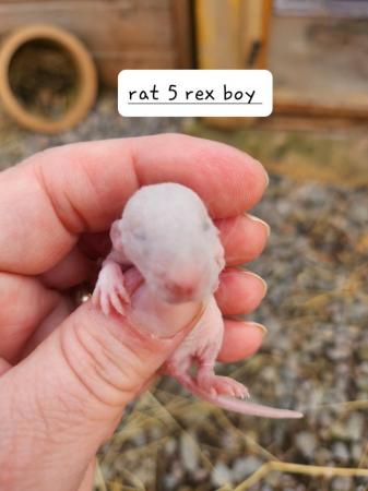 Image 14 of Extremely friendly baby rats ready 17th june