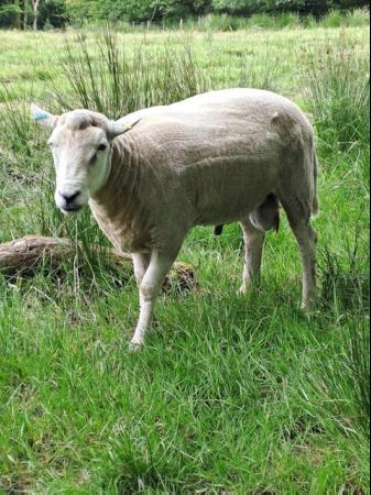 Image 3 of Lleyn Breeding Ram 3 Years Old