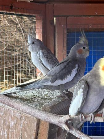 Image 2 of Young cockatiels. Avairy bred