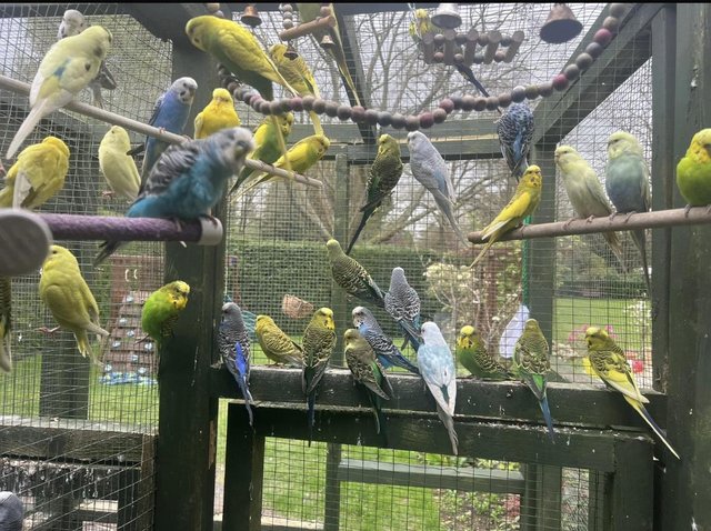 Preview of the first image of Adorable budgies for sale.