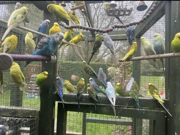 Image 1 of Adorable budgies for sale
