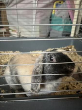 Image 3 of Beautiful female lop bunny