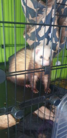 Image 7 of 2x 2.5 year old Female Ferrets