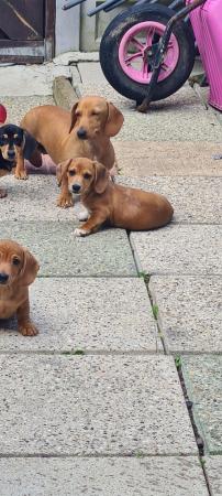 Image 8 of Miniature Dachshund puppies