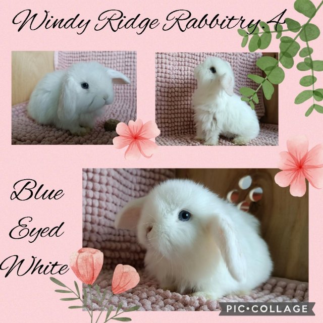Preview of the first image of 1xBoy, 1xGirl, Pure well bred mini lop rabbit..