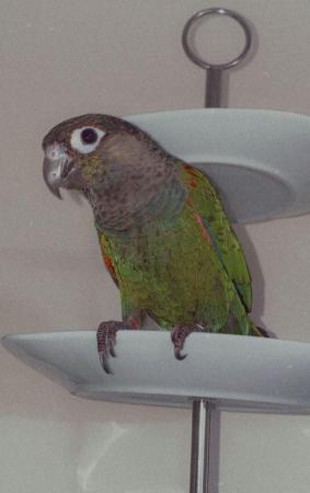 Image 2 of Beautiful tame Baby Conure ??