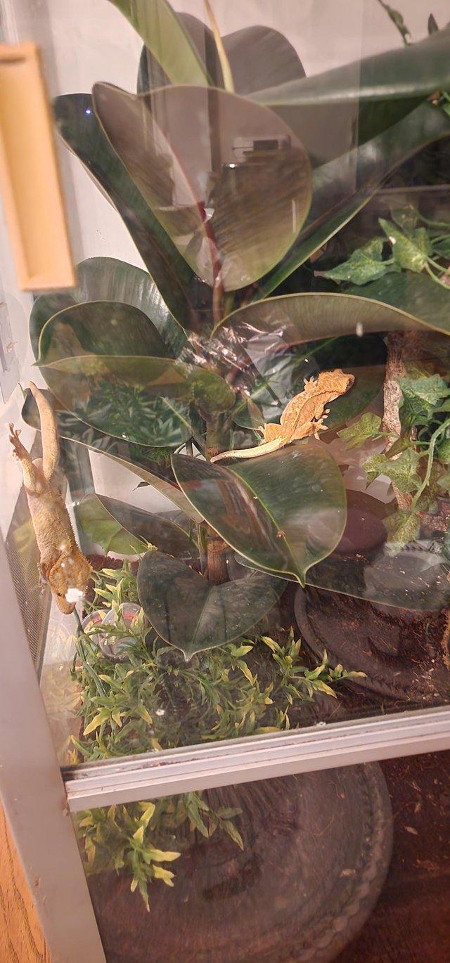 Preview of the first image of 2 crested crested geckos lived together for 6 months.