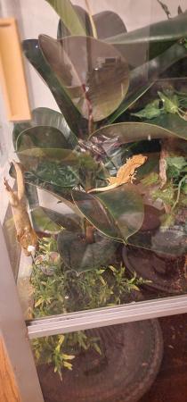 Image 1 of 2 crested crested geckos lived together for 6 months