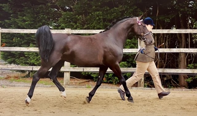 Image 2 of Competitive Allrounder Mare