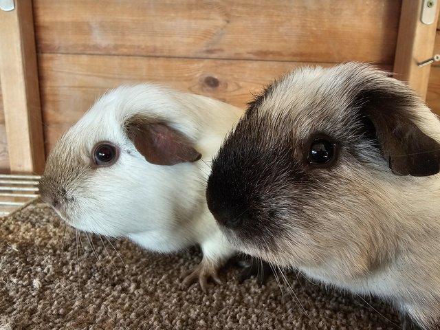 Preview of the first image of Guinea pig bonded boars, Californias.