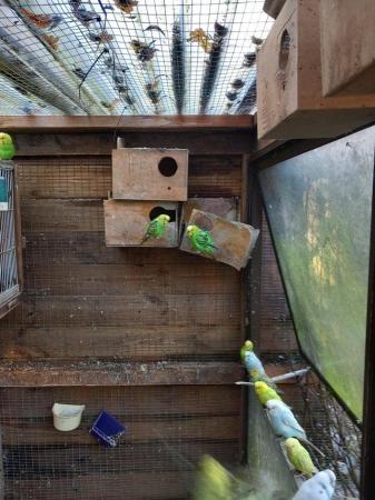 Image 2 of Green budgies for sale. Aviary bred