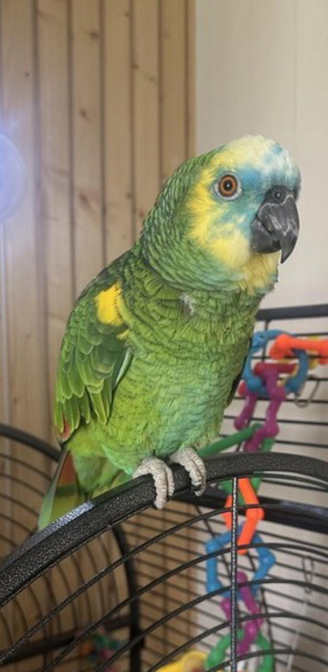 Preview of the first image of Blue fronted Amazon parrot.