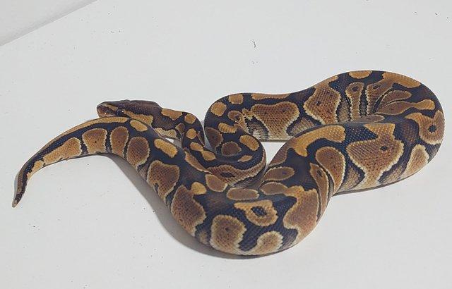 Image 4 of 2023 Female Special Ball Python