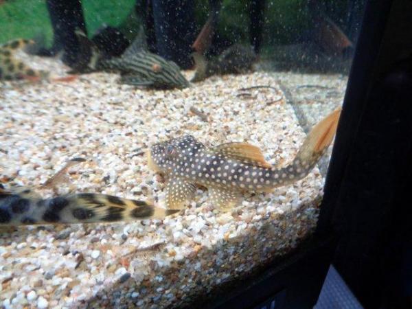 Image 2 of Rare Plecos L numbers for sale