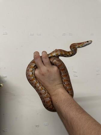 Image 2 of Male corn snake available