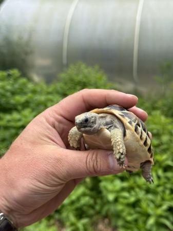 Image 4 of UK Captive Bred Tortoise For Sale Plus Complete Setup