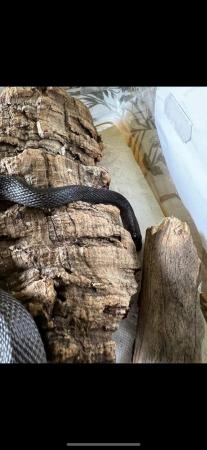Image 5 of **REDUCED**Black house snake male 2 years old