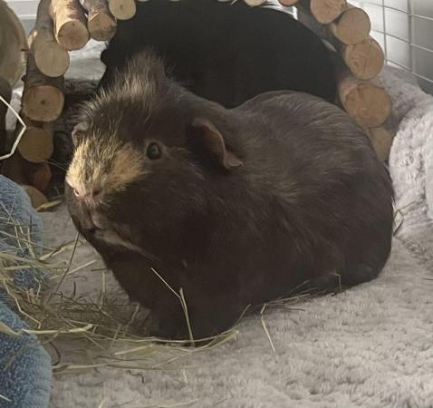 Image 2 of 2 male guinea pigs for sale