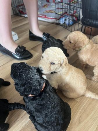 Image 9 of F1B Labradoodle puppies for sale looking for loving humans