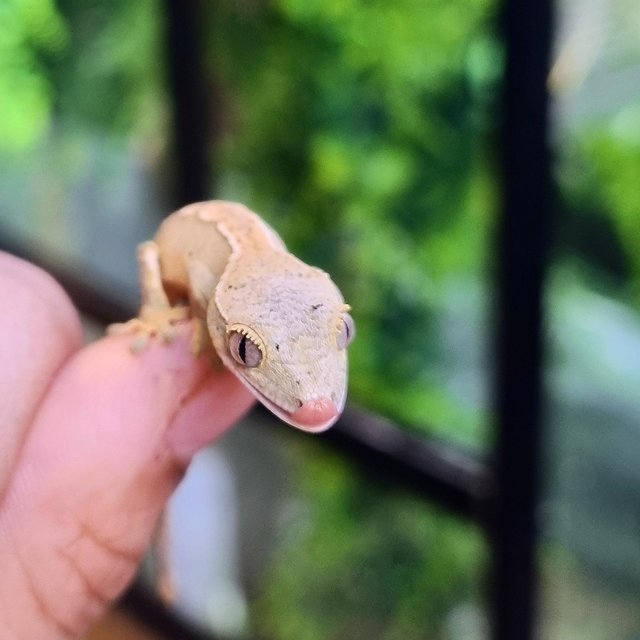 Preview of the first image of OMG Beautiful Crested Geckos!!!.