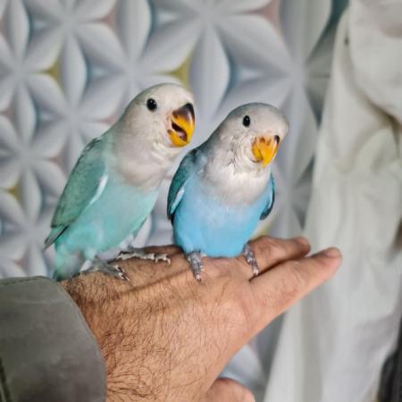 Image 3 of Hand reared Hand tame baby lovebirds