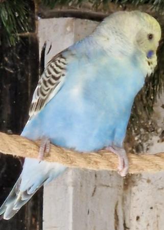 Image 5 of 2024 Aviary bred Budgies £20 each
