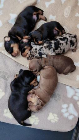 Image 10 of Last 2 ready now!!! KC registered miniature dachshunds