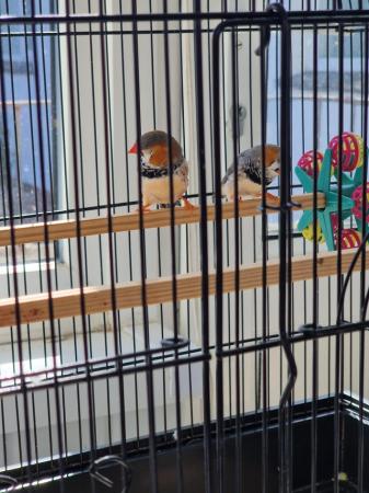 Image 2 of A pair of zebra finches and cage