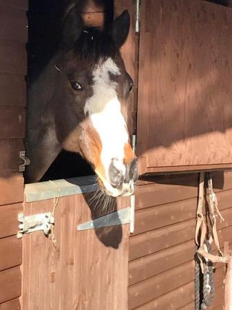 Image 1 of 16.1 tb ex race horse for share